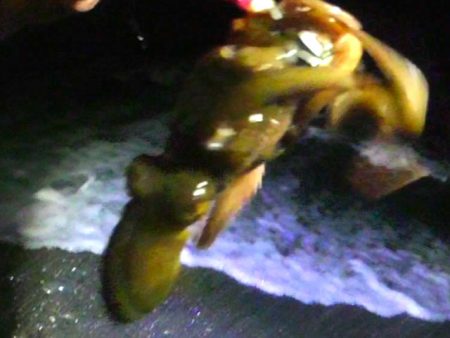 石津浜コウイカエギング、その後湾内に移動太刀魚釣り